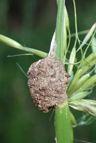 Réf. 232 249 : Agroeca sp.
